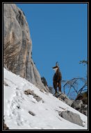 faune de nos montagnes 5